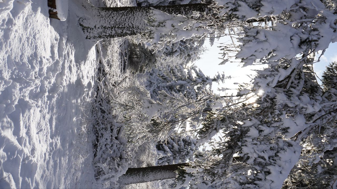 Обои лес, зима, снег, деревья, белый, пейзаж, природа