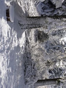 Превью обои лес, зима, снег, деревья, белый, пейзаж, природа