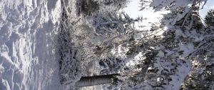 Превью обои лес, зима, снег, деревья, белый, пейзаж, природа