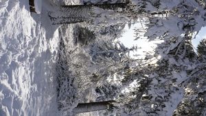 Превью обои лес, зима, снег, деревья, белый, пейзаж, природа