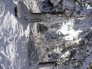 Превью обои лес, зима, снег, деревья, белый, пейзаж, природа