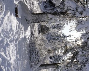 Превью обои лес, зима, снег, деревья, белый, пейзаж, природа