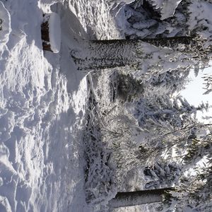 Превью обои лес, зима, снег, деревья, белый, пейзаж, природа