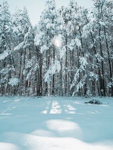 Превью обои лес, зима, снег, деревья, свет