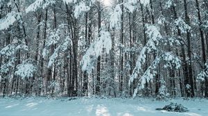 Превью обои лес, зима, снег, деревья, свет