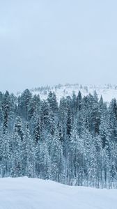 Превью обои лес, зима, снег, деревья