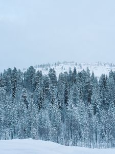 Превью обои лес, зима, снег, деревья