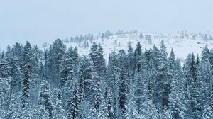 Превью обои лес, зима, снег, деревья