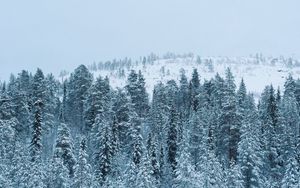 Превью обои лес, зима, снег, деревья