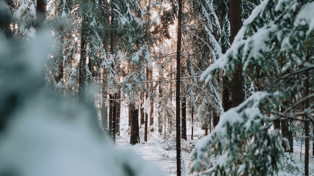 Обои лес, зима, снег, деревья, хвоя
