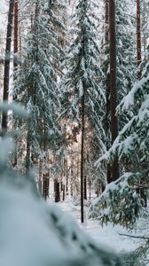 Превью обои лес, зима, снег, деревья, хвоя