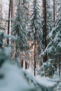 Превью обои лес, зима, снег, деревья, хвоя