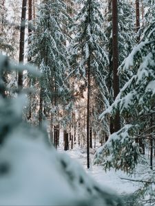 Превью обои лес, зима, снег, деревья, хвоя