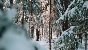 Превью обои лес, зима, снег, деревья, хвоя