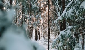 Превью обои лес, зима, снег, деревья, хвоя