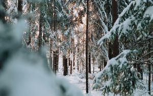 Превью обои лес, зима, снег, деревья, хвоя