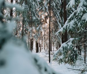 Превью обои лес, зима, снег, деревья, хвоя