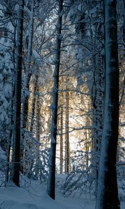 Превью обои лес, зима, снег, деревья, природа