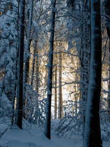 Превью обои лес, зима, снег, деревья, природа