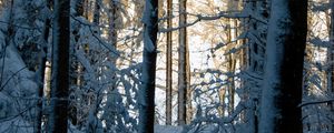 Превью обои лес, зима, снег, деревья, природа