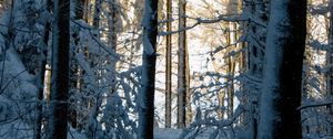 Превью обои лес, зима, снег, деревья, природа
