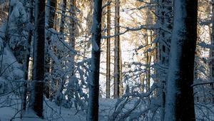 Превью обои лес, зима, снег, деревья, природа