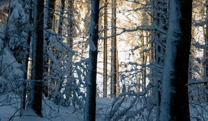 Превью обои лес, зима, снег, деревья, природа