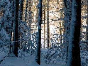 Превью обои лес, зима, снег, деревья, природа