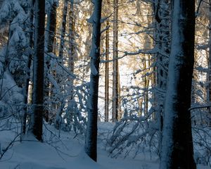 Превью обои лес, зима, снег, деревья, природа