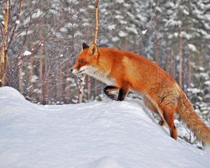 Превью обои лес, зима, снег, лиса