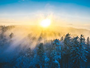 Превью обои лес, зима, солнце, снег, деревья, пейзаж, природа