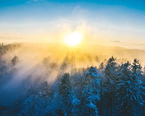 Превью обои лес, зима, солнце, снег, деревья, пейзаж, природа