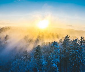 Превью обои лес, зима, солнце, снег, деревья, пейзаж, природа