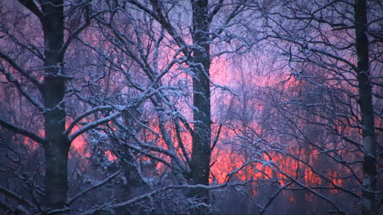 Обои лес, зима, закат, деревья, ветви, снег