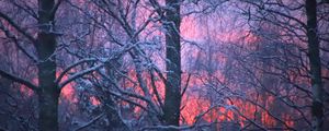 Превью обои лес, зима, закат, деревья, ветви, снег