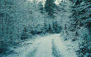 Превью обои лес, зимний лес, снег, ветки