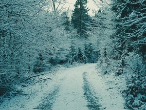 Превью обои лес, зимний лес, снег, ветки