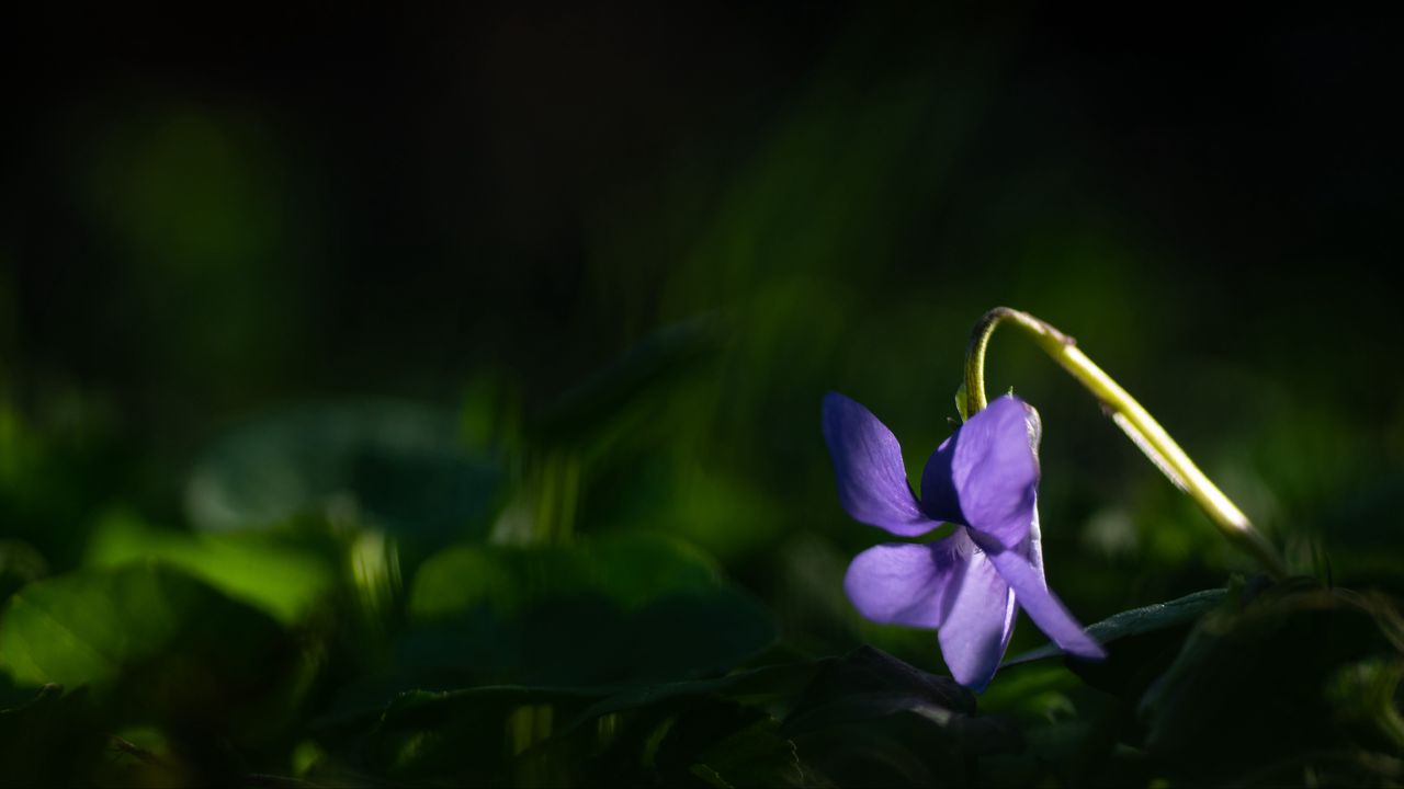 Обои лесная фиалка, цветок, лепестки, фиолетовый
