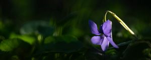 Превью обои лесная фиалка, цветок, лепестки, фиолетовый