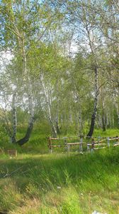 Превью обои лесничество, бригада, лес, лето, березы, отдых, зеленый, зелень, деревья, казахстан