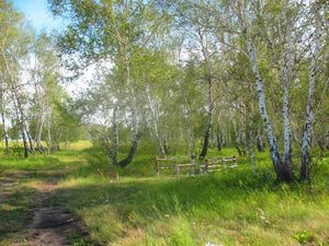 Превью обои лесничество, бригада, лес, лето, березы, отдых, зеленый, зелень, деревья, казахстан