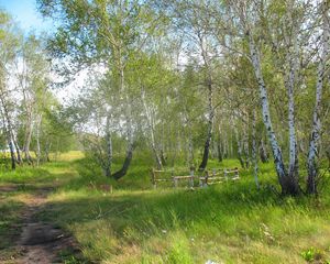 Превью обои лесничество, бригада, лес, лето, березы, отдых, зеленый, зелень, деревья, казахстан