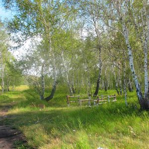 Превью обои лесничество, бригада, лес, лето, березы, отдых, зеленый, зелень, деревья, казахстан