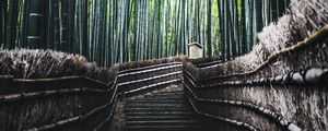 Превью обои лестница, лес, бамбук, деревья