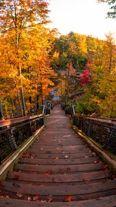 Превью обои лестница, осень, деревья, ступени, лес