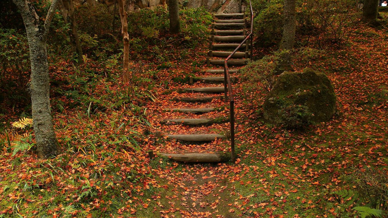 Обои лестница, осень, листва