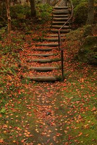 Превью обои лестница, осень, листва