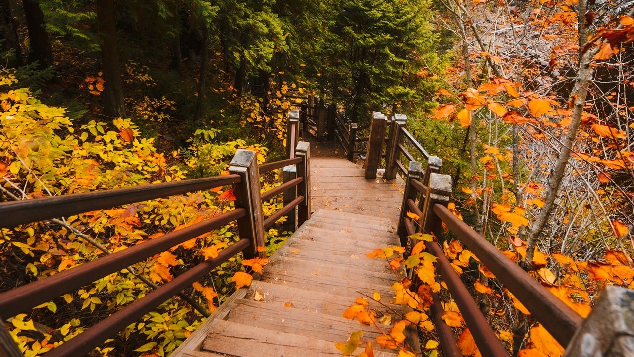 Обои лестница, осень, ветки, листья, ступени