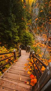 Превью обои лестница, осень, ветки, листья, ступени