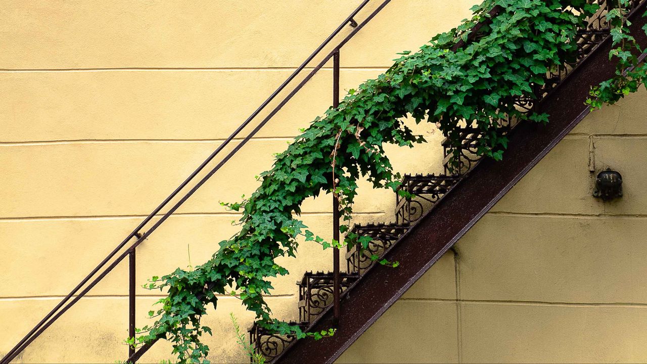 Обои лестница, растение, стена, минимализм